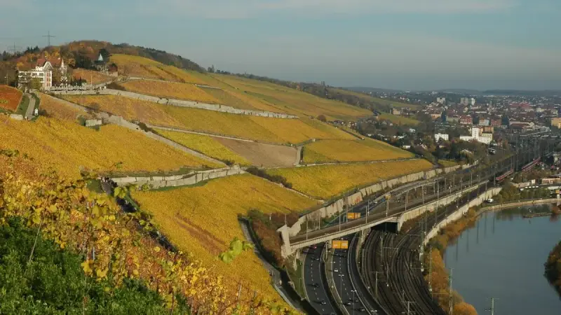 Weinberge bei Würzburg am Main